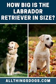 Labrador Retriever Size In 2020 Labrador Retriever Labrador Retriever