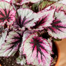 As long as the begonia plant is out of direct sunlight and the potting mix is constantly moist, the houseplant will frequently bloom throughout the year. Begonia 101 How To Care For Begonias Bloomscape