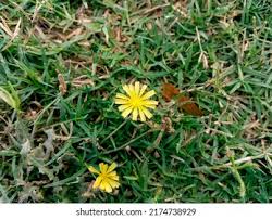 Image result for Launaea