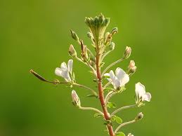 Image result for Cleome gynandra