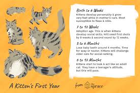 You can still determine the best size to keep your cat healthy. Kitten Development From 6 Months To 1 Year