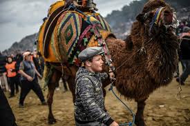 The word camel is the 8th word in the sentence ܓܐܡܠܐ (i left out the preposition for clarity) and. Inside Camel Wrestling In Turkey