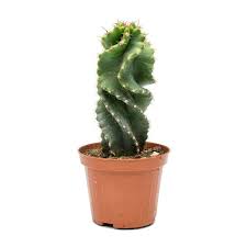 Low water needs hardiness zones: Cereus Forbesii Spiralis Spiral Kaktus 20 Cm Sus Bitkileri Ve Cicekler