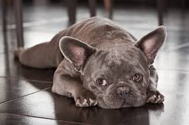 While you won't get a small petite mix, when you have a french bulldog pitbull mix you'll typically get a dog that weighs between 30 and 40lbs. 8 Fabulous French Bulldog Colors Best Frenchie Coats