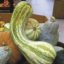 Maybe you would like to learn more about one of these? Cushaws Are A Versatile Ancient Squash Cape Gazette