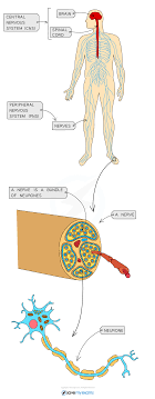 Nervous Control In Humans Cie Igcse Biology Revision Notes
