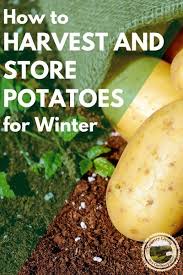 Pin On Gardening Tips Ideas