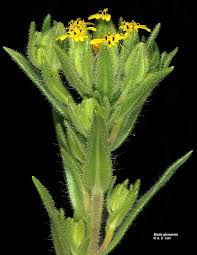 Image result for Tacazzea rosmarinifolia