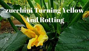 We did not find results for: Zucchini Turning Yellow And Rotting Growing Guides