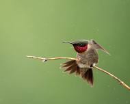 Friday Morning Birding