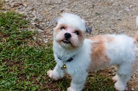 Pomeranian/maltese & chihuahua mix puppy. Coton Tzu Dog Breed Health Temperament Feeding And Puppies Petguide