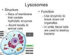We did not find results for: The Cell Theory Some Random Cell Facts The Average Human Being Is Composed Of Around 100 Trillion Individual Cells It Would Take As Many As 50 Cells Ppt Download