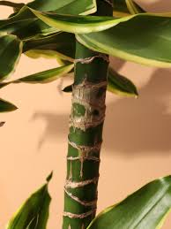 Image result for Dracaena steudneri
