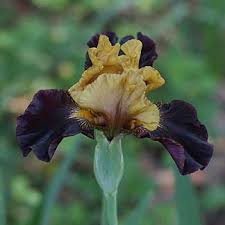 Whatever we purchase from wayside is in good shape when received. Bearded Iris Care And Varieties Nurseries Online Australia