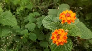 We did not find results for: Bunga Liar Yang Cantik Yang Lagi Viral Youtube