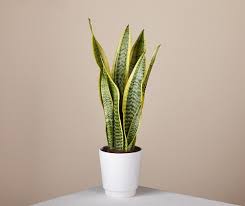 Check spelling or type a new query. Ultimate Guide To Grow Snake Plant In India India Gardening