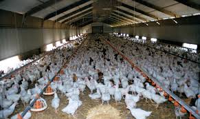 How Transparency In The Animal Agriculture Industry Can Effect Change For Animals Animal Agriculture Livestock Feed Agriculture Industry