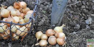 Epingle Sur Le Jardin Se Partage