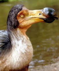 Resultado de imagem para dodo