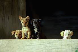 Noms pour chiens femelles en m. Nom De Chien En P Pour 2019 Plus De 301 Prenoms De Chien