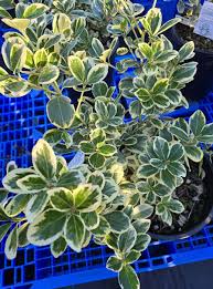 Image result for Euonymus fortunei