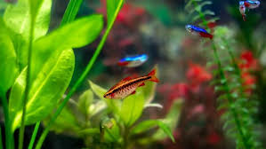 Individu atau berkelompok, warna, serta gelap, dan terang. 5 Ikan Hias Kecil Air Tawar Yang Cantik Dan Mudah Dipelihara