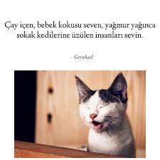 Kemal Sanri Adli Kullanicinin Guzel Soz Panosundaki Pin Kedi Cats Guzel Soz