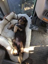 Pin By Awa On Cocker Beautiful Puppy Cocker Spaniel Doggy