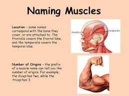 Structural groups of muscles largely determine functional groups—that is, the structural location of a muscle largely determines its mover function. The Muscular System J Deluca Ppt Download