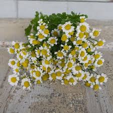 Image result for Feverfew