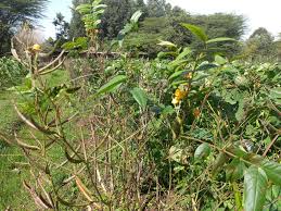 Image result for Solanecio mannii