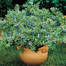 Vaccinium Sunshine Blue Dwarf Blueberry Blueberry Plant Patio Fruit Trees Blueberry Bushes