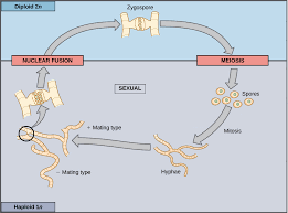 Check spelling or type a new query. Sexual Life Cycles Article Meiosis Khan Academy