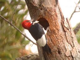 This endangered woodpecker is found in old, open pine forests. Backyard Bird Identification Pileated Woodpecker Downy Woodpecker Nuthatches