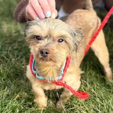 Adoptable Shih Tzu Dogs