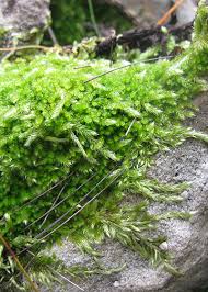 Check spelling or type a new query. Bryophyte Life Cycle Learning About Biodiversity