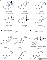 Are you a leetspeak expert? A Synthesis Strategy For Tetracyclic Terpenoids Leads To Agonists Of Erb Nature Communications