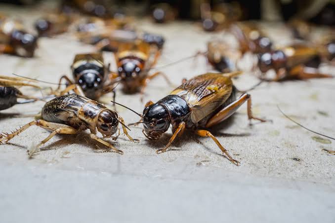 Blog | How To Get Rid of Crickets