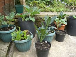 Herbs don't need much soil and they wooden raised garden on three levels. Urban Small Space Gardening Lowimpact Orglow Impact Living Info Training Products Services