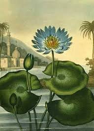 Maybe you would like to learn more about one of these? Egyptian Lotus Blossom The Flowers Of Ancient Egypt And Today Botanical Art Botanical Illustration Egyptian Art