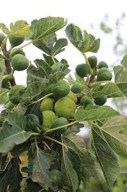 Image result for Ficus fischeri