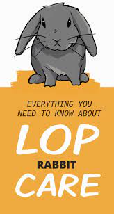 How To Care For Your Lop Eared Rabbit Pet Bunny Rabbits Pet Bunny Bunny Care