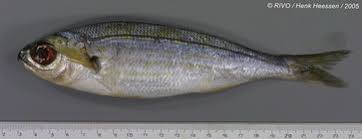 Image result for Boops boops