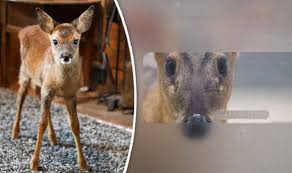 Muntjac buck deer trophy skull mount taxidermy. Strawberry The Deer Has Learned How To Use Family Dog Flap At His Rescuer S Home Nature News Express Co Uk