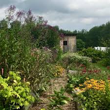 Our specialty is our selection of butterfly nectar plants. Nurseries And Seed Sources Grow Native Massachusetts
