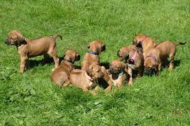 Our rhodesian ridgeback puppies for sale come from either usda licensed commercial breeders or hobby breeders with no more than 5 breeding mothers. Akc Rhodesian Ridgeback Puppies For Sale Rhodesian Ridgeback Puppy Breeders Champion Bloodlines