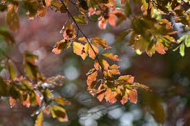 I've read several other threads about it, now i'm really considering pulling the trigger. Tricolor Beech Plant Care Growing Guide