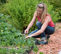 Que planter au potager en cette periode de l'annee, et avoir des legumes cet hiver? Quand Semer Les Legumes D Automne Et D Hiver