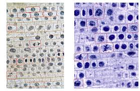 The juejun hu research group at the massachusetts institute of technology (mit) focuses on novel materials and devices for exploiting interactions of light with matter. Tally The Frequency Of The Occurrence Of Each Mitotic Chegg Com