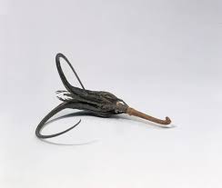 Image result for Harpagophytum procumbens